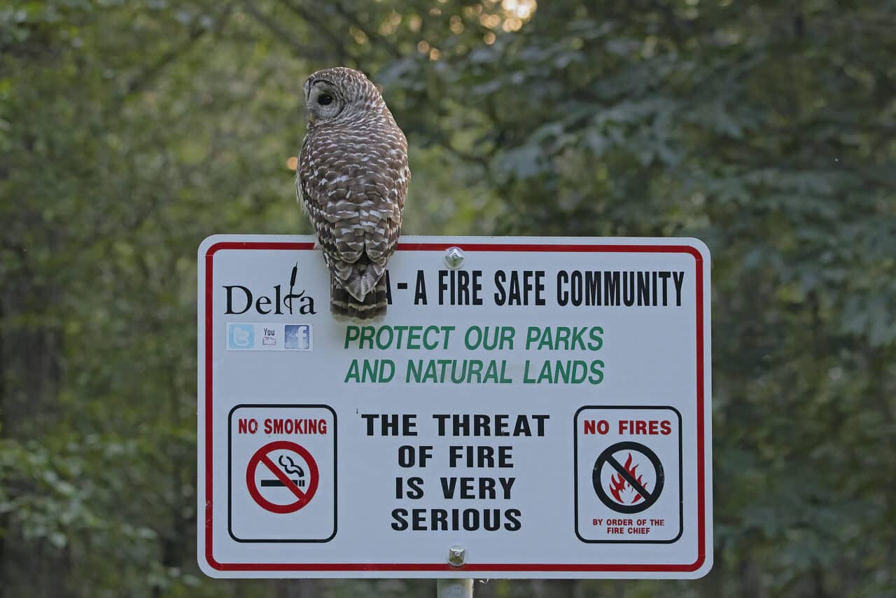 Barred Owl & Fire Safety