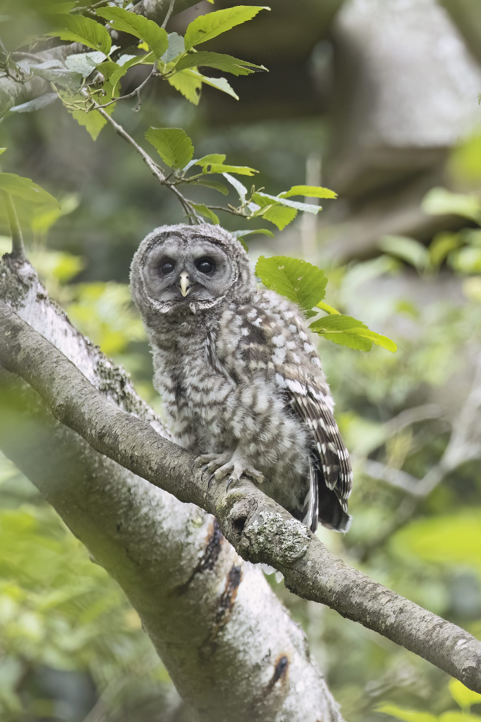 Barred Owlet