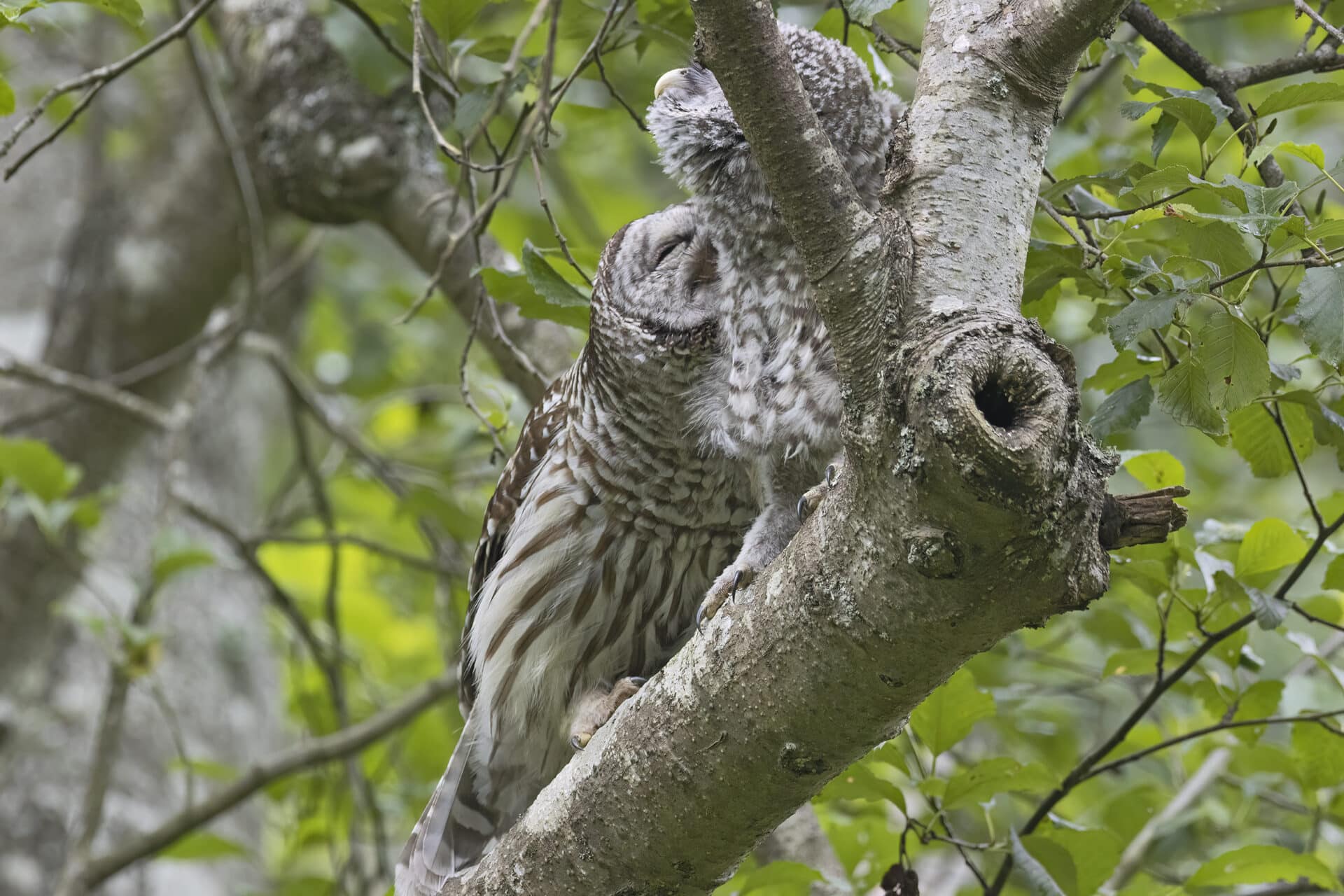Barred Owlet and Parent