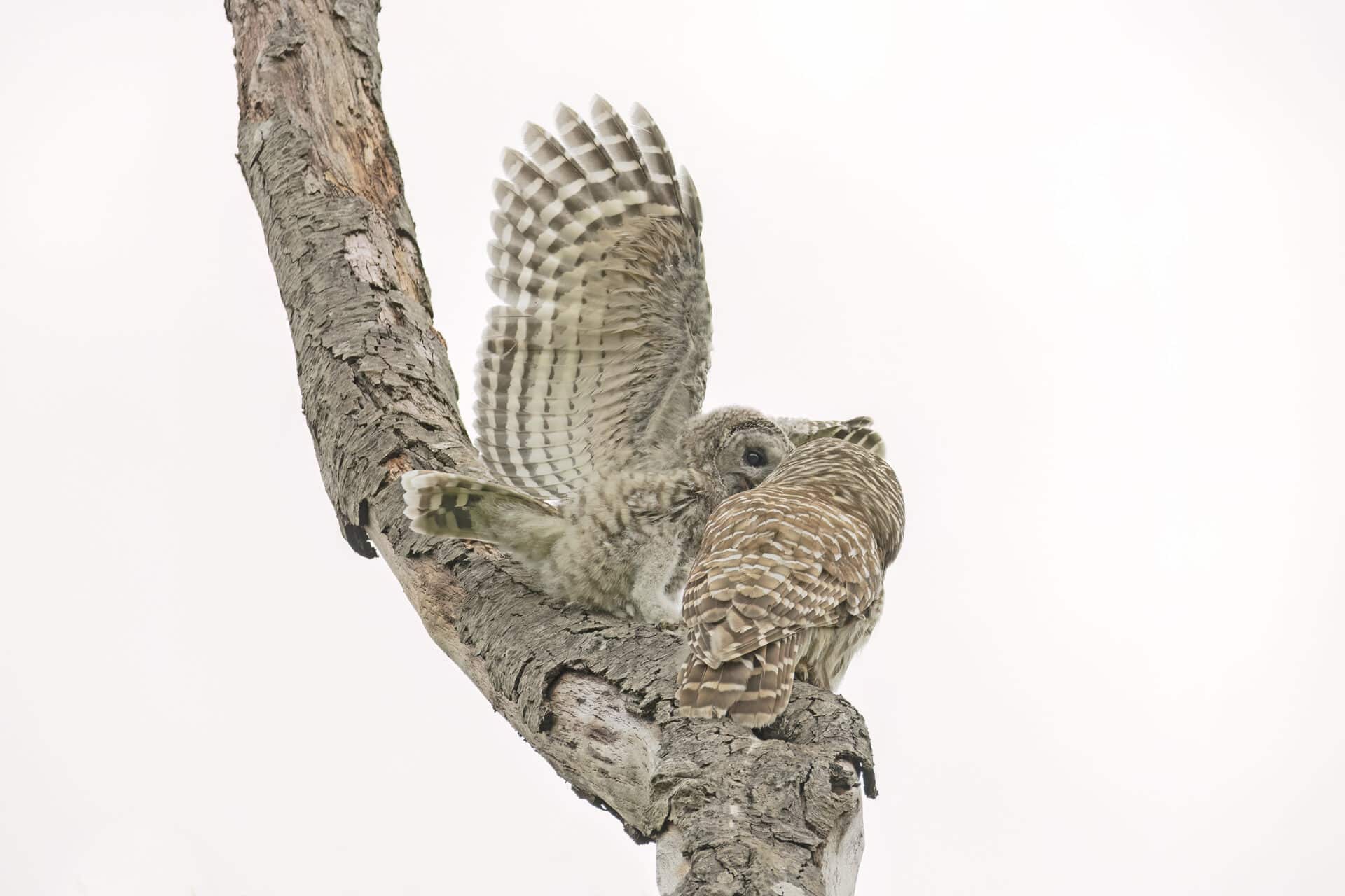 Barred Owlet and Parent