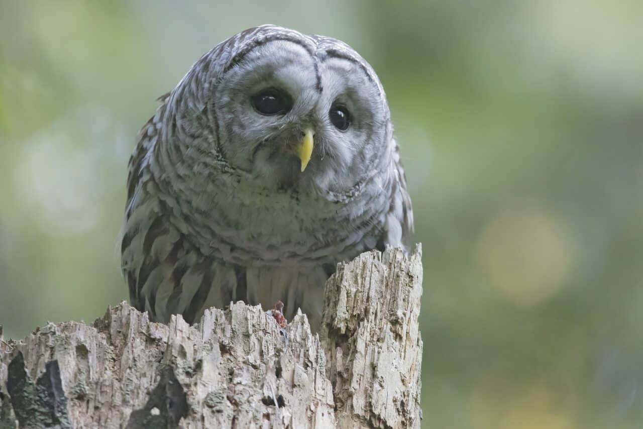 Barred Owl