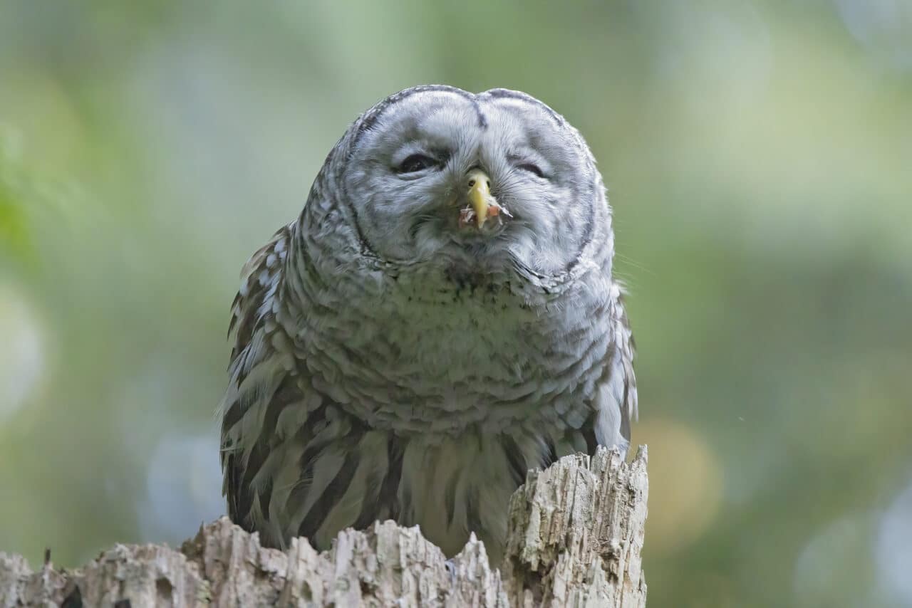 Barred Owl