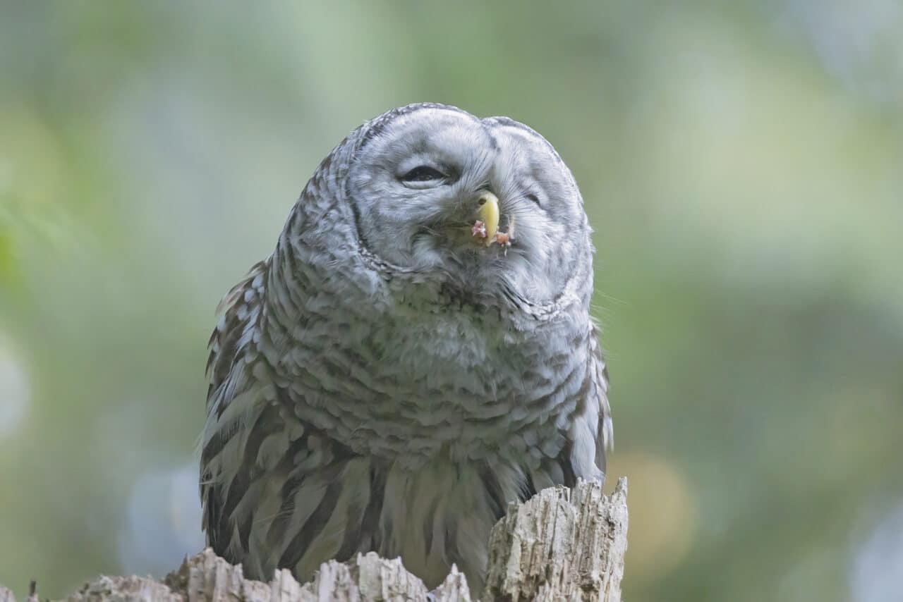 Barred Owl