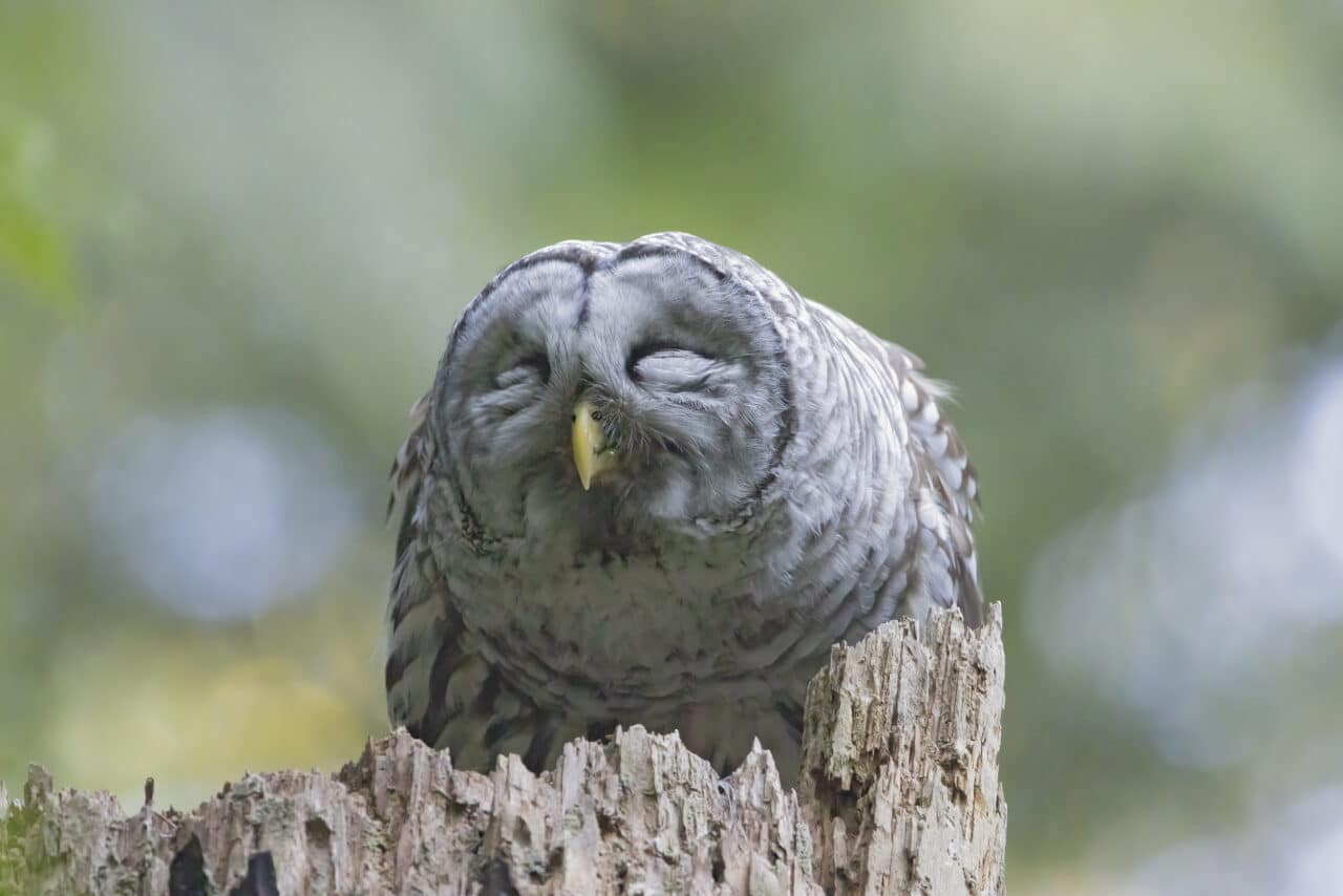 Barred Owl