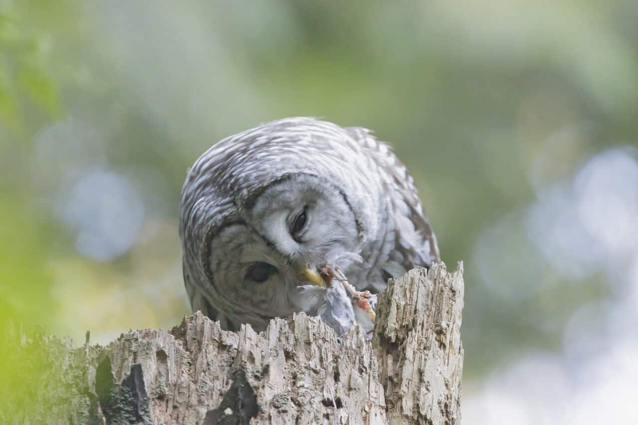 Barred Owl