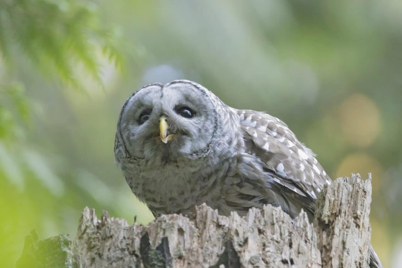 Barred Owl