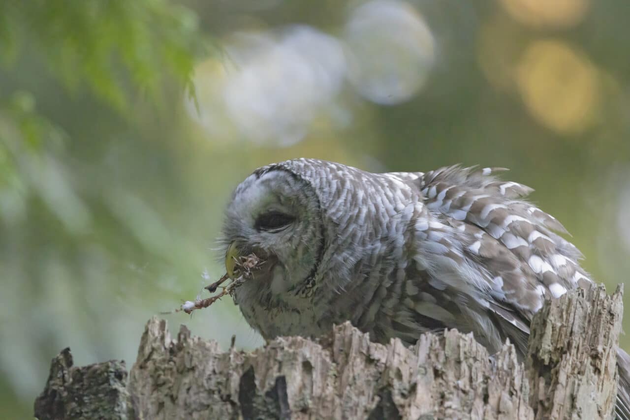 Barred Owl