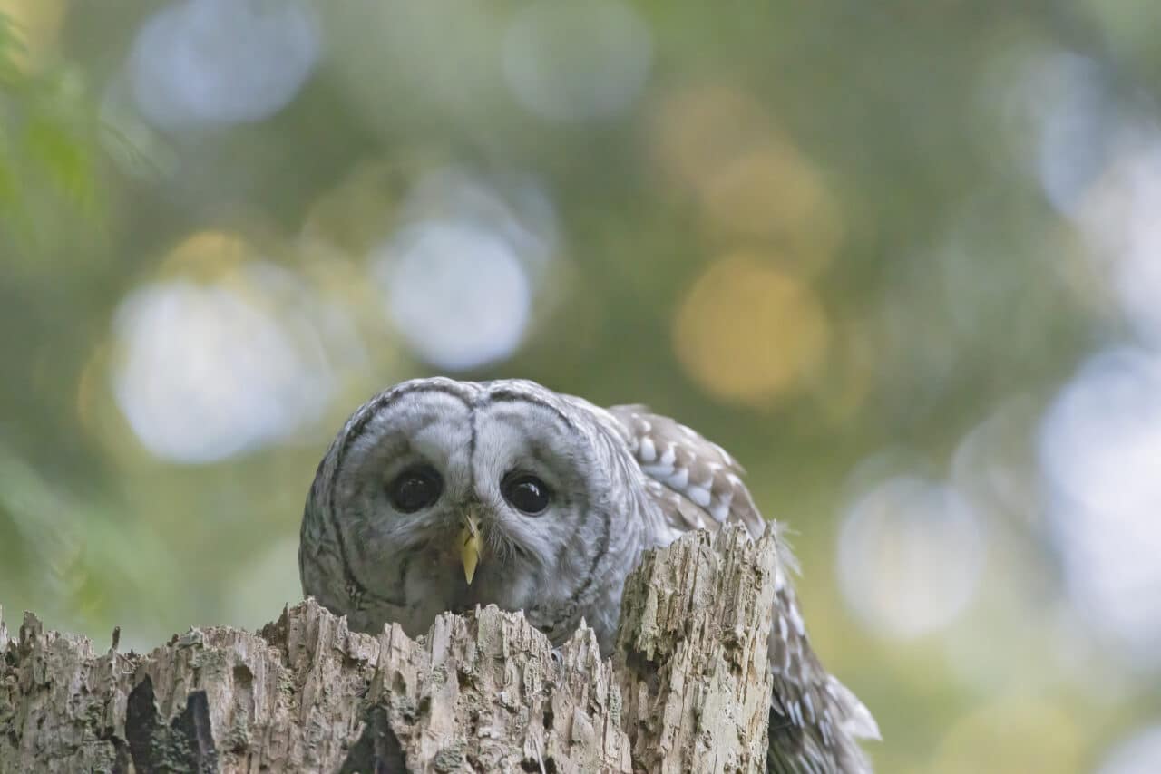 Barred Owl