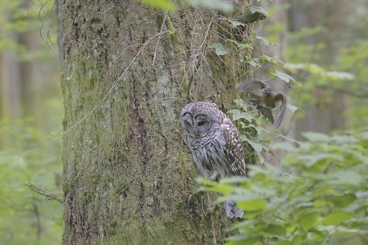 Barred Owl
