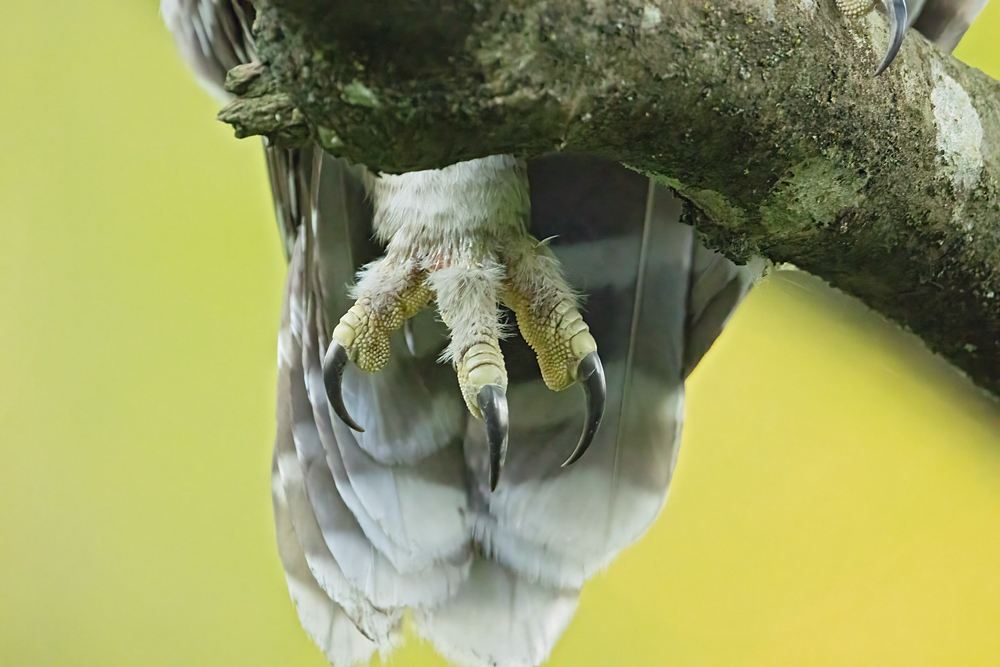 Barred Owlet Foot