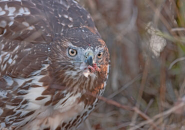 Red-Tailed Hawk