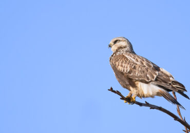 Rough-Legged Hawk