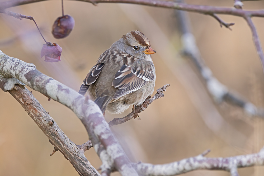 White Crowned Sparrow (Immature)