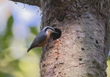 Red-Breasted Nuthatch