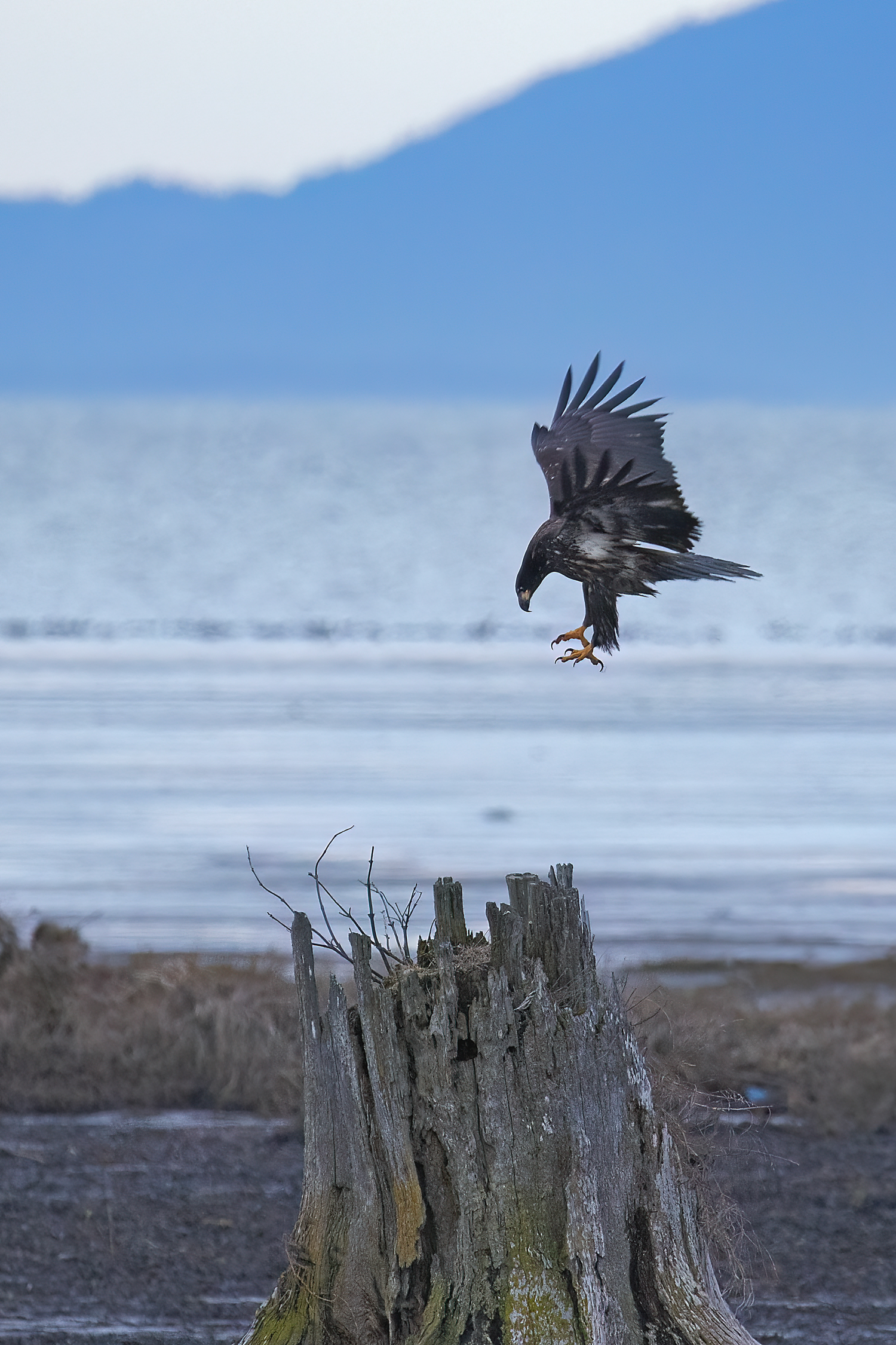 Bald Eagle Landing on a Driftwood Stump