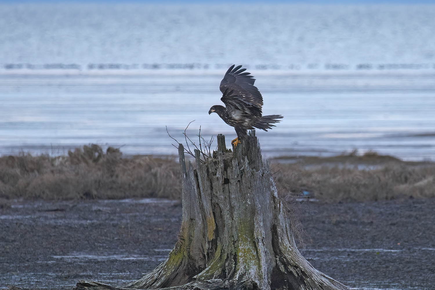 Bald Eagle Landing on a Driftwood Stump