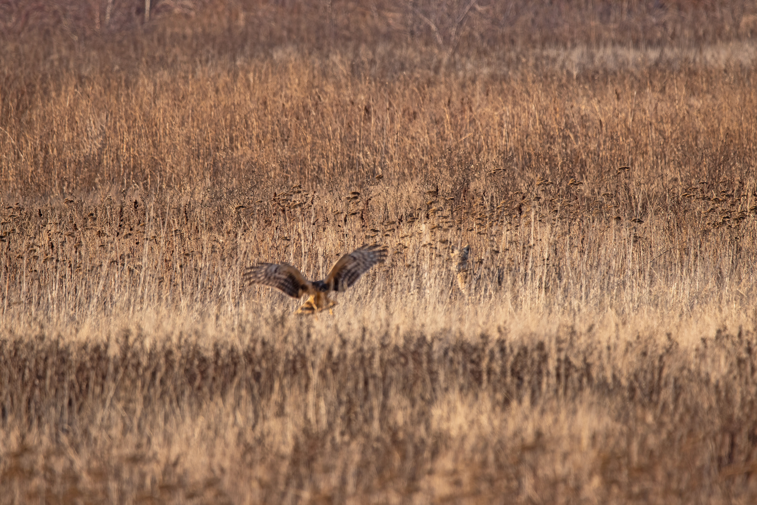Northern Harrier lands in front of a Coyote