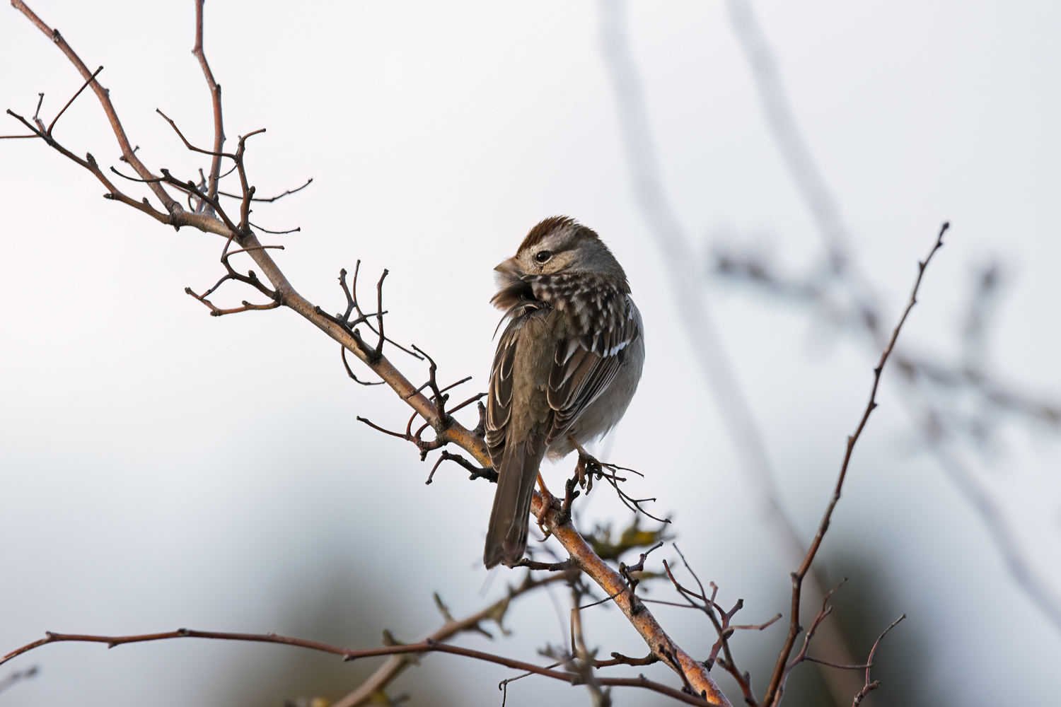 Immature White-Crowned Sparrow