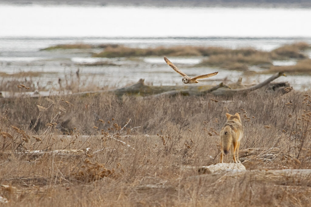 Coyote and Short-Eared Owl