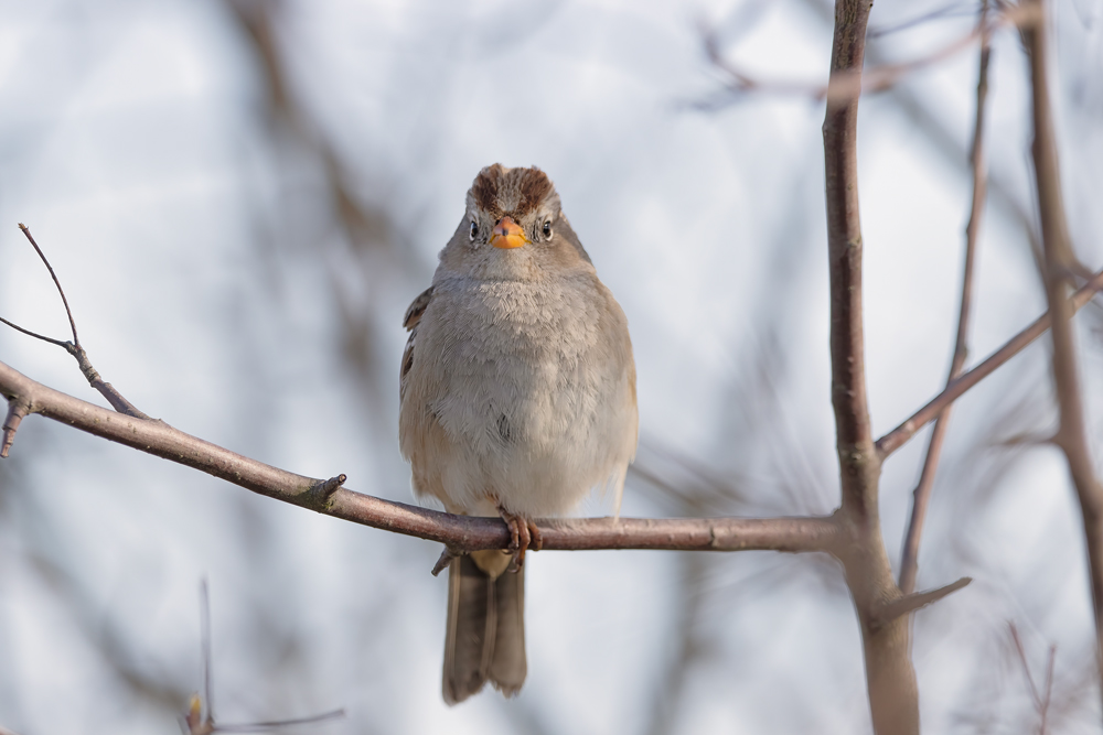 Immature White Crowned Sparrow