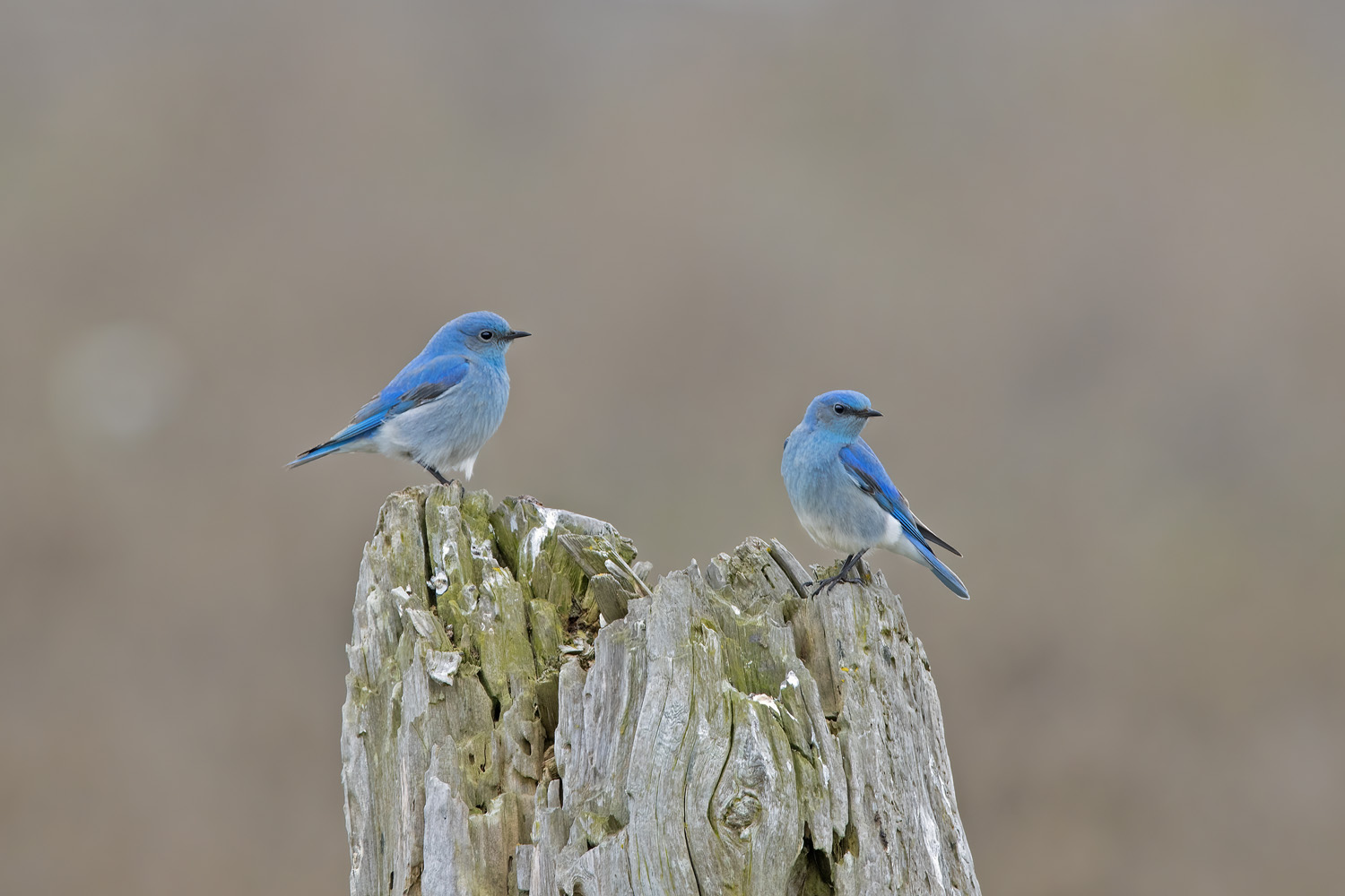 Mountain Bluebirds; A Splash of Blue