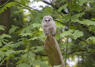 Barred Owlet