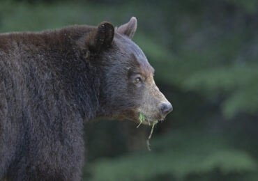 Black Bear