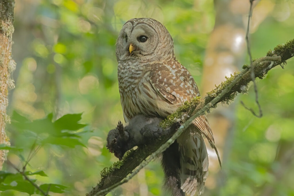 Barred Owl with Squirrel