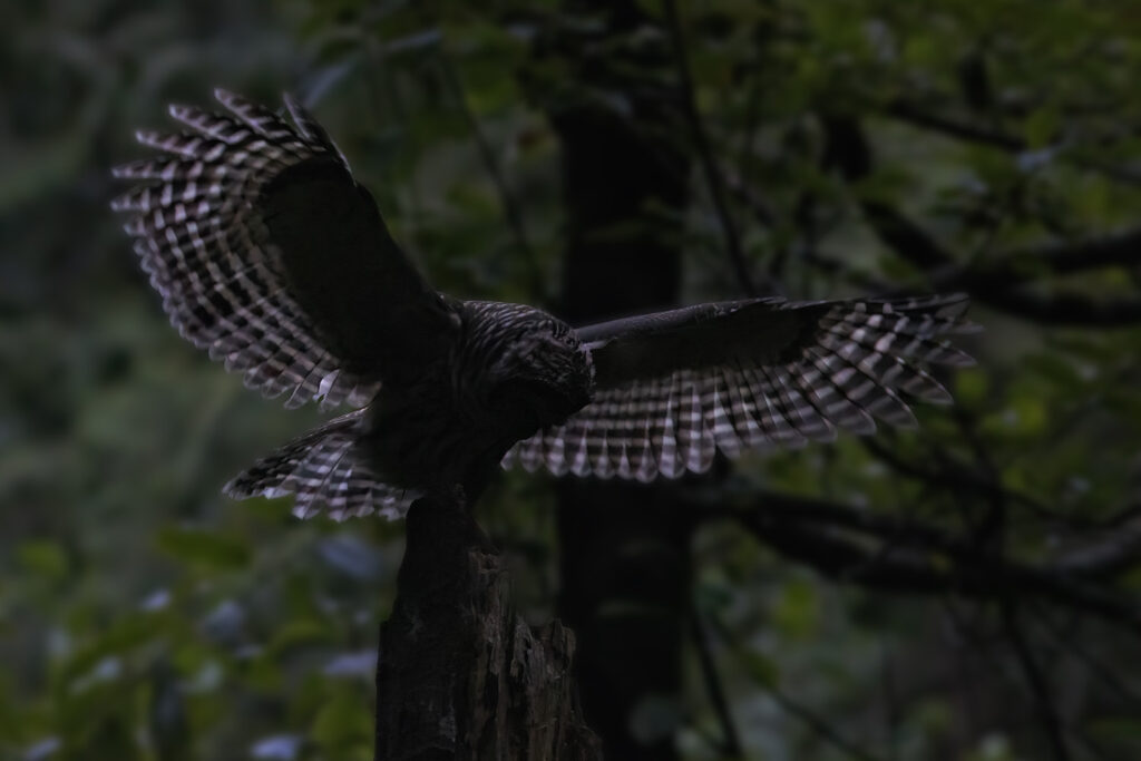 Barred Owlet Stretches Its Wings
