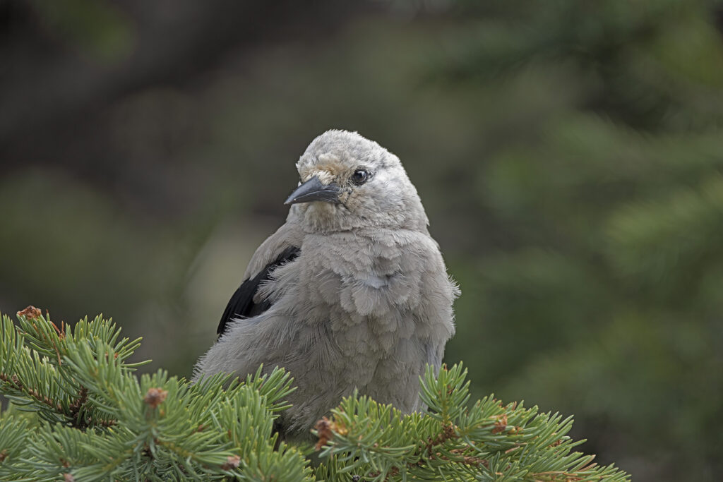 Clark's Nutcracker