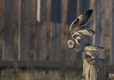 Short Eared Owl Taking Off
