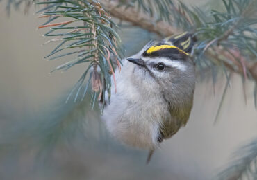 Golden-Crowned Kinglet