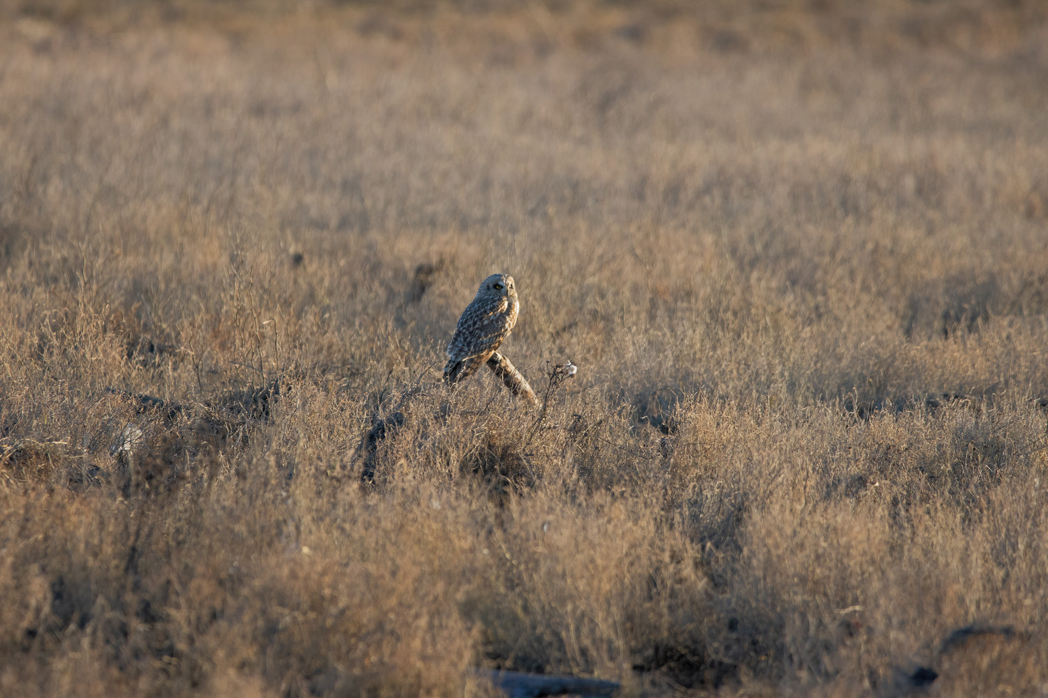 Short Eared Owl In Grass