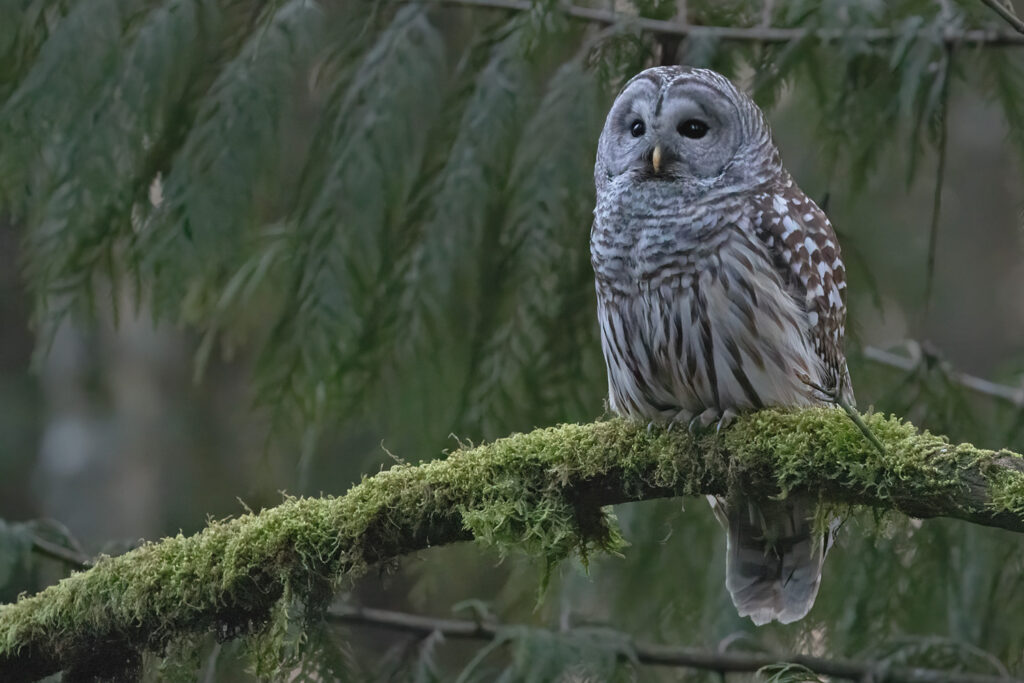 Barred Owl on Mossy Branch
