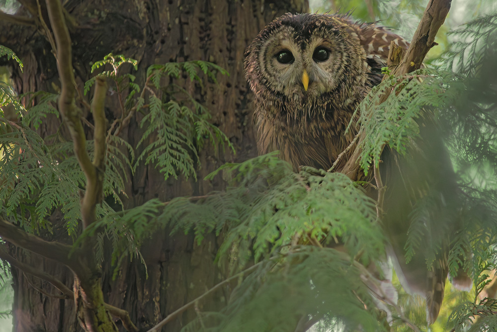 Wet Barred Owl Searching For Mate