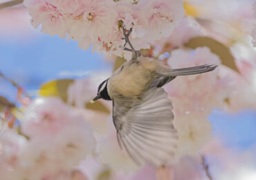Black-Capped Chickadee Eating Worms in Blossoms