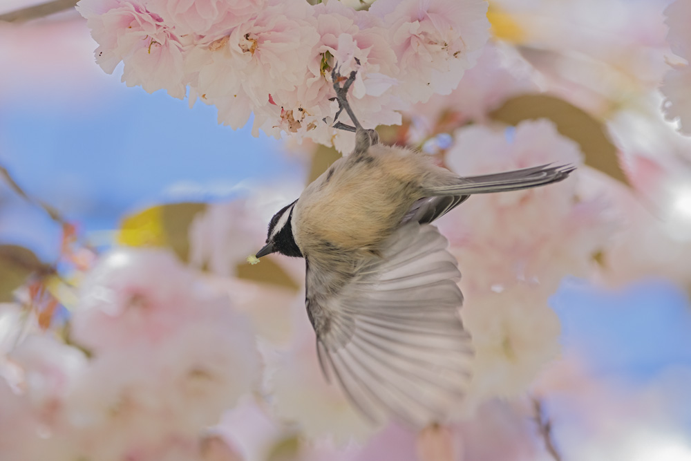 Black-Capped Chickadee Eating Worms in Blossoms