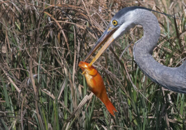 Great Blue Heron Hunting Fish