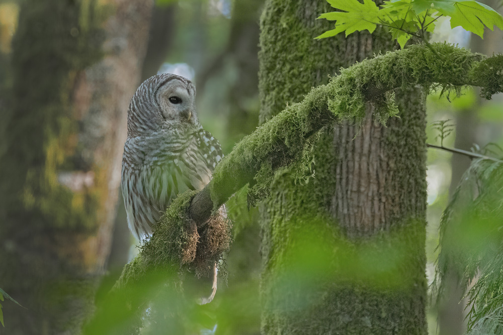 Barred Owl Looking at Mate