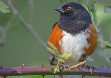 Spotted Towhee