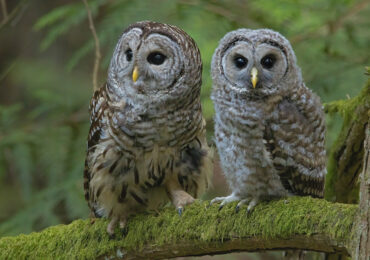 Barred Owlet with Its Mother